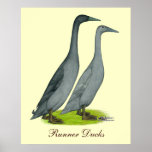 Blue Runner Ducks
