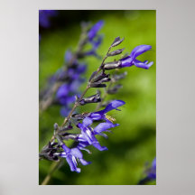 Blue Salvia with Bee Posters