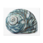 Blue Sea Shell Post Card