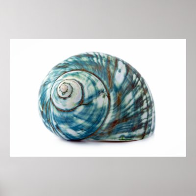 Blue Sea Shell Poster by art_prints_posters