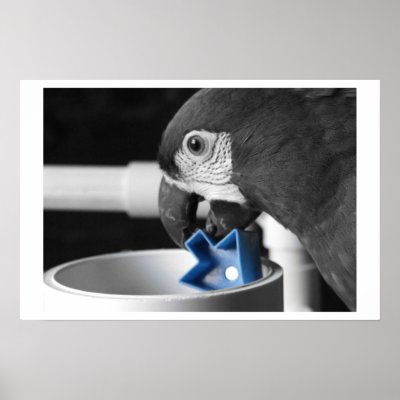 Blue - Severe Macaw Poster by MenagerieMayhem