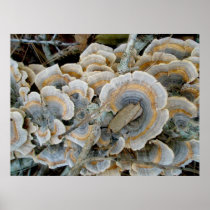 Blue Shelf Fungus OBX Poster