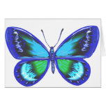 Blue Shy Cards