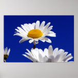 Blue Sky Daisies posters
