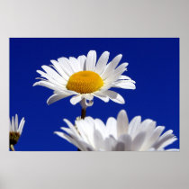 Blue Sky Daisies