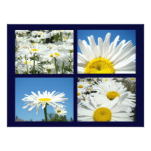 Blue Sky Daisy Flowers Art Prints White Daisies Photo Print