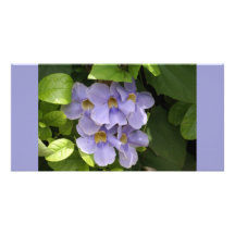 Blue Sky Vine with Raindrops Photo Cards