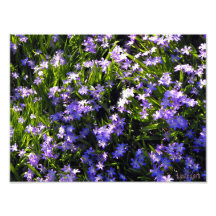 Blue Squill Spring Flowers Art Photo