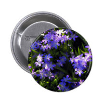 Blue Squill Spring Flowers Button