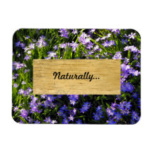 Blue Squill Spring Flowers Magnets