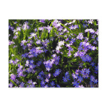 Blue Squill Spring Flowers