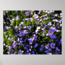 Blue Squill spring flowers