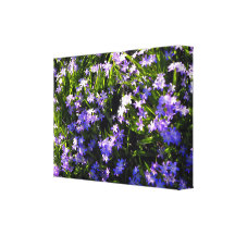 Blue Squill spring flowers Stretched Canvas Print