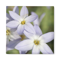 Blue Star Flowers Magnets