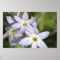 Blue Star Flowers Print