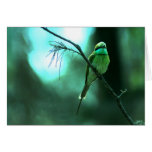 Blue Throated Bird 2