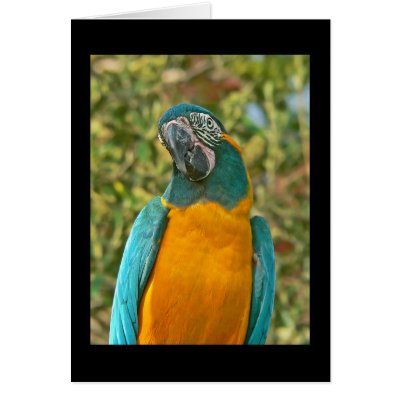 Blue-throated Macaw - Ara glaucogularis Card by LisasLair