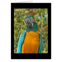 Blue-throated Macaw - Ara glaucogularis Card