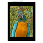 Blue-throated Macaw - Ara glaucogularis cards