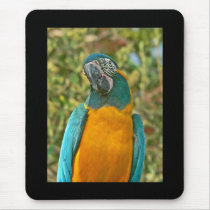 Blue-throated Macaw - Ara glaucogularis Mouse Mats