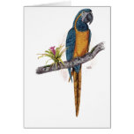 Blue Throated Macaw Card