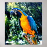 Blue throated Macaw III Print