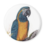 Blue Throated Macaw Fridge Magnet