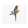 Blue Throated Macaw Postcard