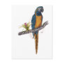 Blue Throated Macaw Postcards