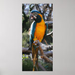 Blue throated  Macaw Poster