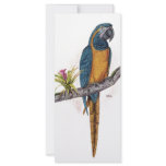 Blue Throated Macaw Rack Card Design