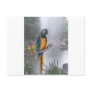 Blue Throated Macaw with Waterfall Postcard