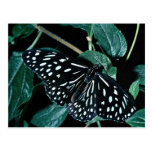 Blue tiger, India Post Card