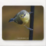 Blue Tit  2 Mouse Mats