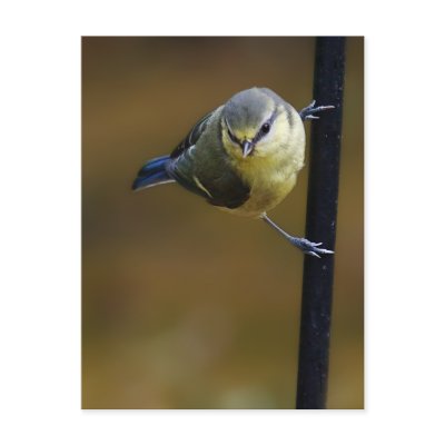 Blue Tit  2 by Welshpixels