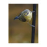 Blue Tit  2 Post Card
