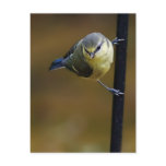 Blue Tit  2 postcards