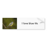 Blue Tit  3