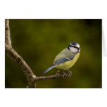 Blue Tit  3 Cards