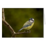 Blue Tit  3