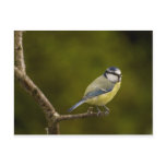 Blue Tit  3
