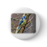 Blue Tit 8R17D-14 Pinback Button
