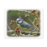 Blue Tit 8R17D-23 Post Card