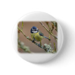 Blue Tit 8R84D-01 Button