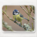 Blue Tit 8R84D-01 Mouse Mat