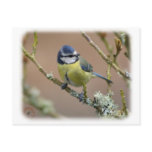 Blue Tit 8R84D-01 Postcard