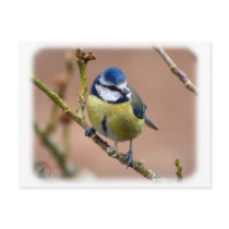 Blue Tit 8R84D-05 Post Cards