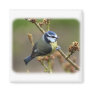 Blue Tit 8R84D-16 Magnet