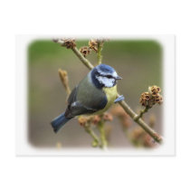 Blue Tit 8R84D-16 Postcard