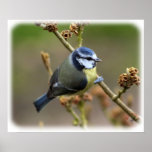 Blue Tit 8R84D-16 Poster